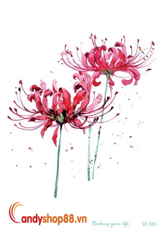 Hình xăm dán tattoo hoa bỉ ngạn SC-535