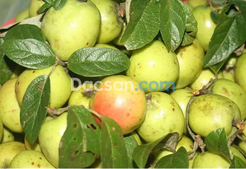 Táo mèo mùa nào có trong năm?