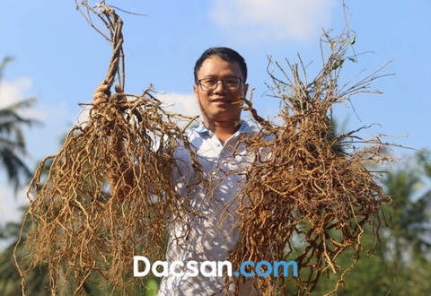 Ba kích - Thần dược dành cho phái mạnh