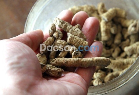 Cách sử dụng ba kích để đạt hiệu quả cao