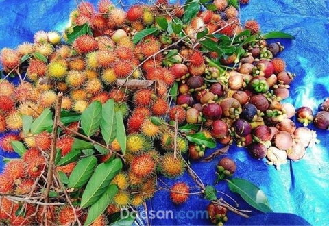 Danh sách 20 vườn trái cây miền Tây cho du khách check-in và thưởng thức