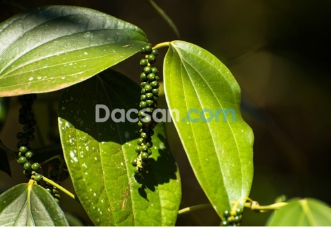 Vì sao bạn nên mua hạt tiêu Phú Quốc tại Dacsan.com?