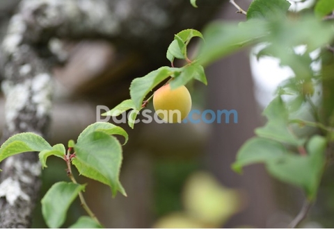 Quả mơ là loại quả gì?