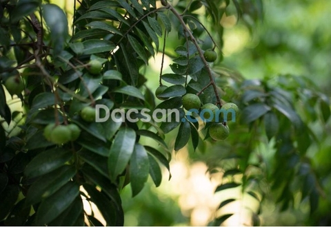 Công dụng tuyệt vời của quả sấu - trái sấu