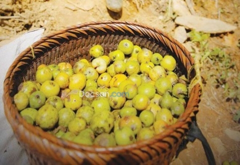 Táo mèo mua ở đâu Sài Gòn?