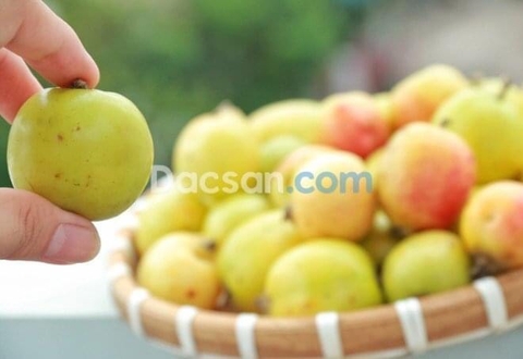 Giá táo mèo tươi TP Hồ Chí Minh tốt nhất vào thời điểm nào?