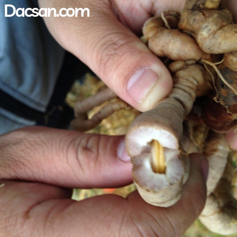 Cách chọn ba kích Quảng Ninh chuẩn nhất