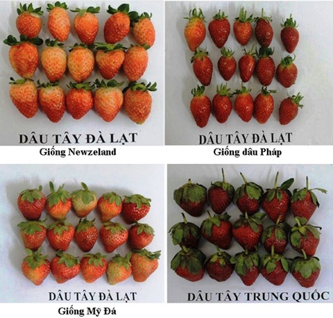 NHẬN BIẾT DÂU TÂY ĐÀ LẠT VÀ DÂU TÂY TRUNG QUỐC