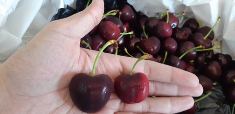 Cherry Canada size 8.5
