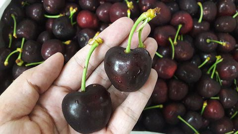 Mua quả cherry ở đâu trên Hà Nội?
