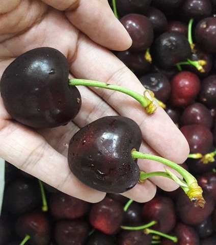 Cherry giá rẻ Hà Nội