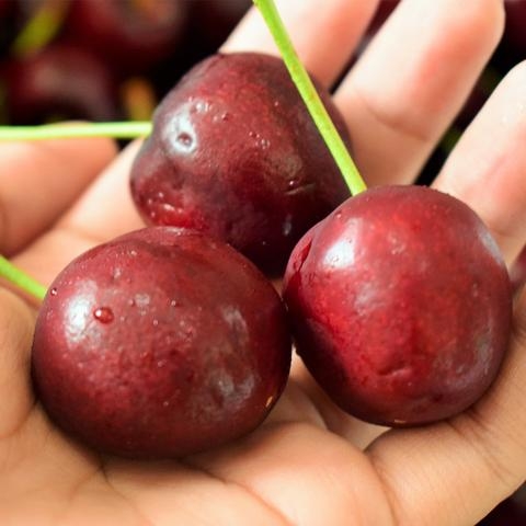 Cherry New Zealand size 32,34 ngon và chất lượng