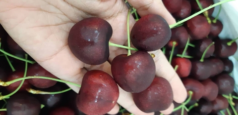 Cherry New Zealand giá bao nhiêu?