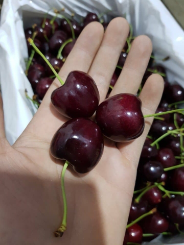 Quả cherry với người Hà Nội