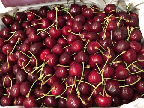 Cherry Úc ngon