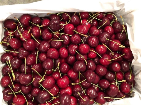 Các loại cherry Úc