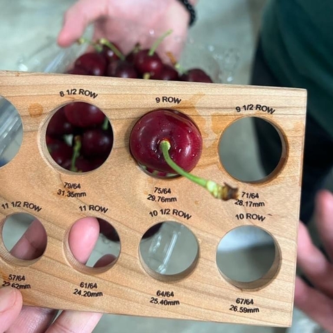 Cherry Mỹ Mùa Năm 2024