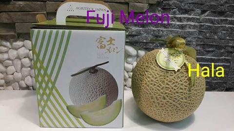 Dưa lưới Nhật Bản