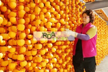 Mua hồng sấy khô ở Hà Nội
