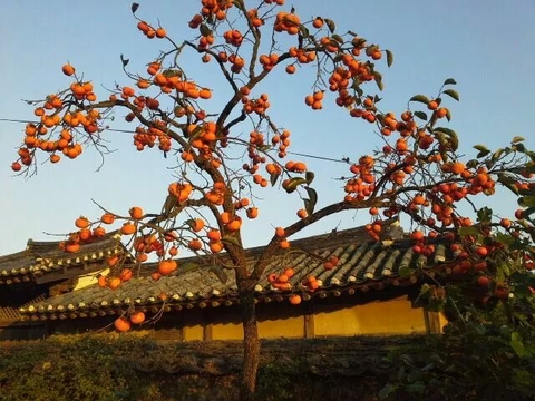 Quy trình sản xuất hồng sấy một nắng Hàn Quốc siêu hút khách