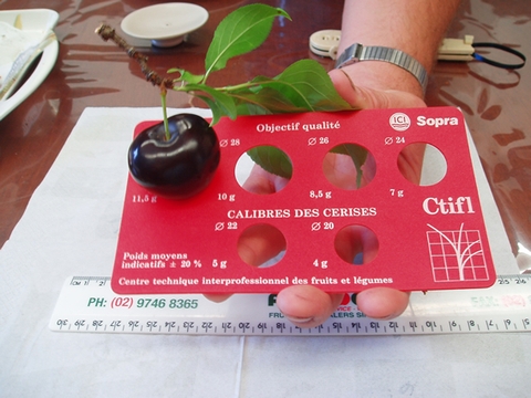 Cherry Plum- Mận lai cherry