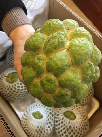 Na bở Đài Loan