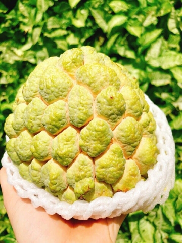 Loạn giá na Đài Loan tại thị trường Hà Nội