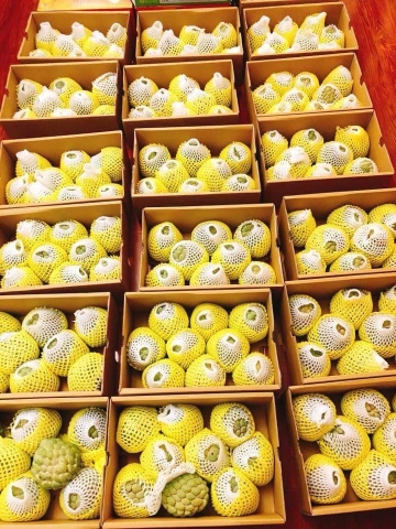 Mua Na Đài Loan bao nhiêu tiền ở Hà Nội thì đúng là na chuẩn?