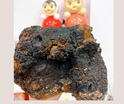Nấm Chaga