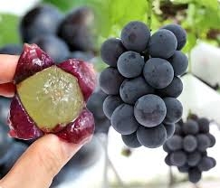 Nho rượu Kyoho Hàn Quốc