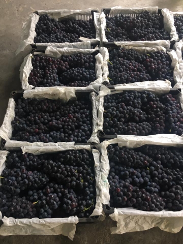 Nho đen Trung Quốc