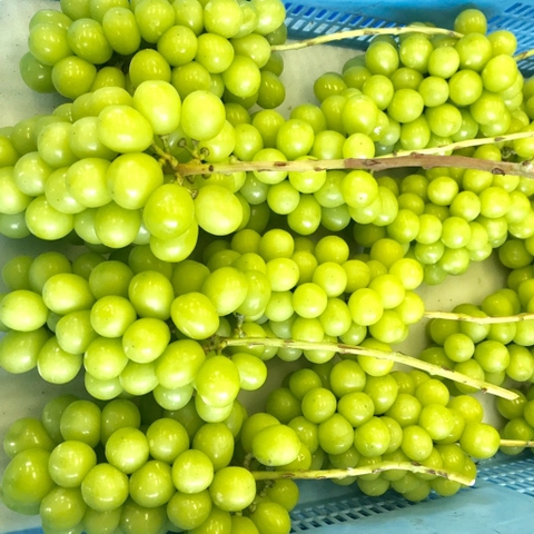 Điểm danh các loại nho Hàn Quốc được ưa chuộng tại Việt Nam