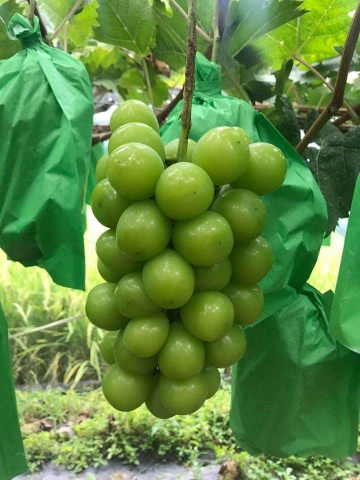 nho Hàn Quốc bao nhiêu tiền