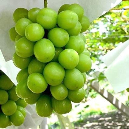 Nho Muscat Hàn Quốc