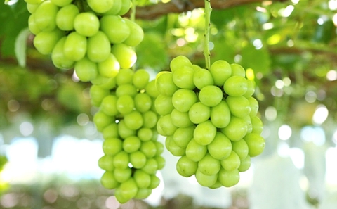 Những bí mật trong quả nho Hàn Shine Muscat không phải ai cũng biết