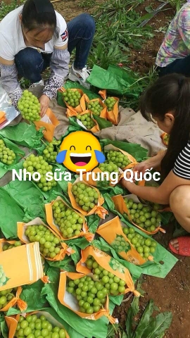 Cách phân biệt nho xanh không hạt Hàn Quốc với nho xanh Trung Quốc   