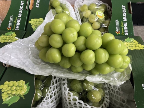 Nho sữa Hàn Quốc