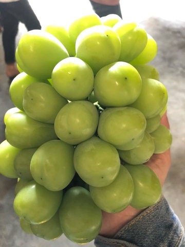 Tìm hiểu về nho shine muscat Hàn Quốc