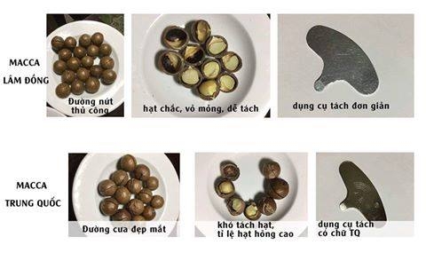 Phân biệt mắc ca Đà Lạt và mắc ca Trung Quốc.