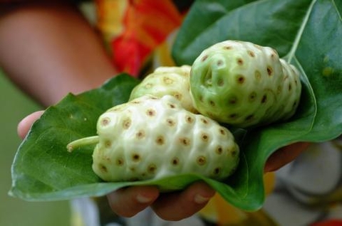 công dụng của trái nhàu