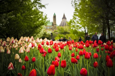 TOUR CANADA: TOÀN CẢNH ĐÔNG TÂY - FESTIVAL HOA TUYLIP - k/h 15/05/2018