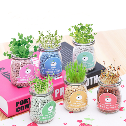 Lọ trồng cây thần kì thuỷ tinh