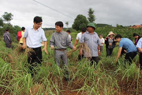 làm giàu từ chưng cất tinh dầu sả tại đaklak
