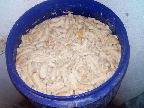 Tiến hành ủ men chuối