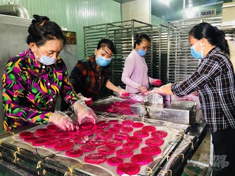 Phương pháp sấy khô, sấy dẻo trái thanh long đạt tiêu chuẩn bằng máy sấy tự động đa công suất