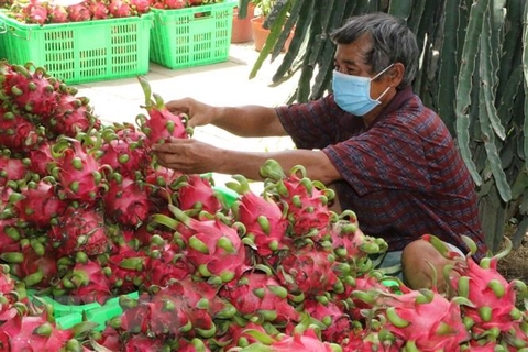 Phương pháp sấy khô, sấy dẻo trái thanh long đạt tiêu chuẩn bằng máy sấy tự động đa công suất