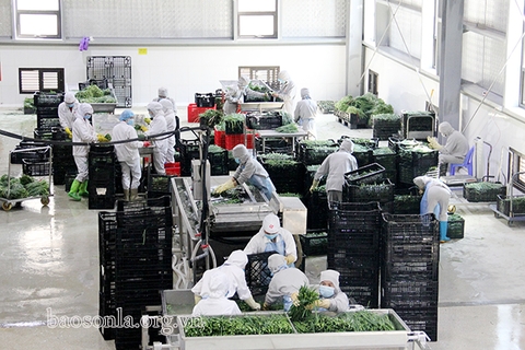 Tìm hiểu về quy trình sản xuất dược liệu, thảo mộc, khoáng chất tối ưu chi phí đầu tư Tìm hiểu về quy trình sản xuất dược liệu, thảo mộc, khoáng chất tối ưu chi phí đầu tư