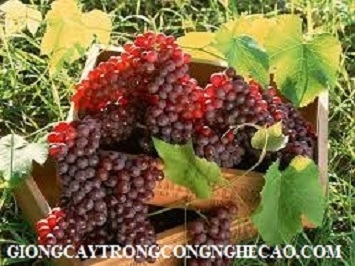 NHO NINH THUẬN