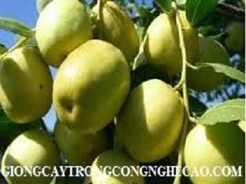 GIỐNG TÁO CHUA GIA LỘC