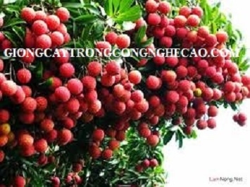 GIỐNG CÂY VẢI THIỀU